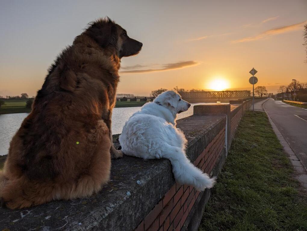 Hunde In Deutschland